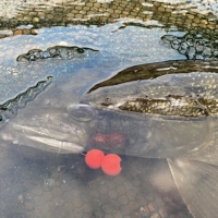 PikePro Bait Poppers